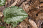 Yellow archangel